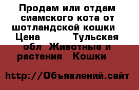 Продам или отдам сиамского кота от шотландской кошки › Цена ­ 500 - Тульская обл. Животные и растения » Кошки   